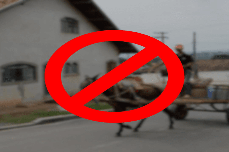 Itajaí,tração animal,proibição,proteção dos animais,mobilidade urbana,inclusão social,sustentabilidade.