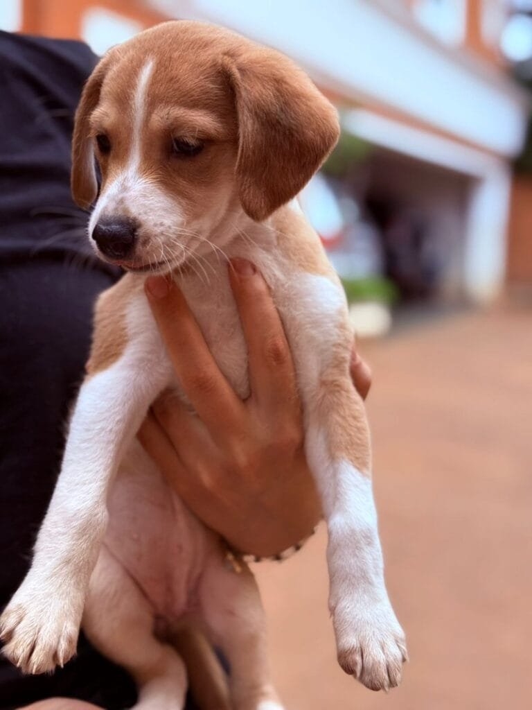 ONG Aliança com Vida promove campanha para a adoção de animais em São Paulo