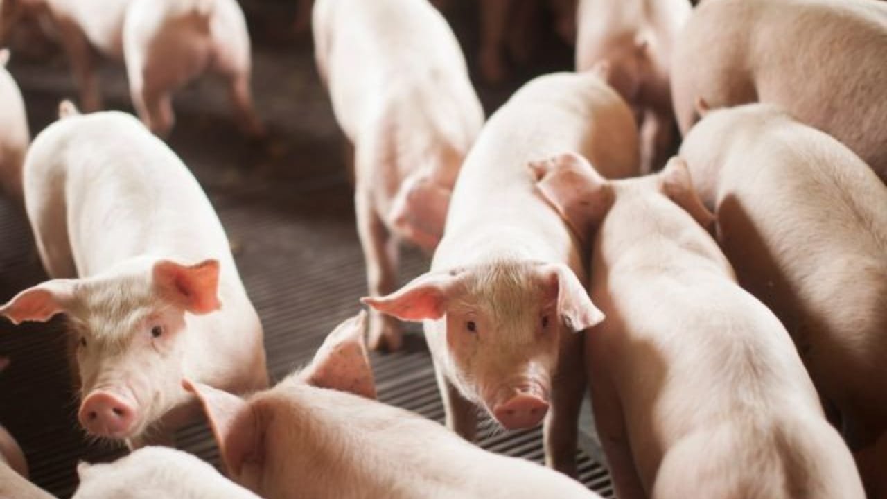 Santa Catarina,carne suína,exportação,Epagri/Cepa,arroz,feijão,trigo,milho,soja,alho,cebola,bovinos,frangos,leite,agronegócio,safra 2025