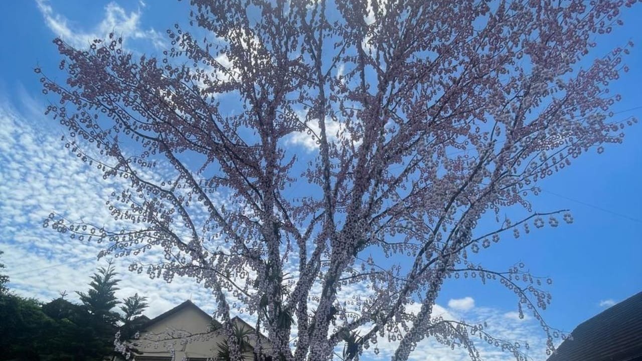 Turismo em Itapema,programação de Páscoa,Osterfest,Blumenau,Pomerode,Secretaria de Turismo,eventos