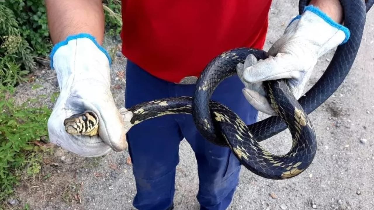 animais peçonhentos,Santa Catarina,verão,picadas de cobra,jararaca,coral-verdadeira,prevenção,primeiros socorros,CBMSC,cascavel,aranhas,escorpiões,lacraias,trilhas,assistência pré-hospitalar