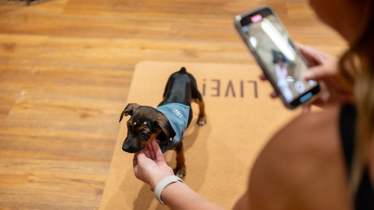 Feira de adoção,Balneário Shopping,Cães e gatos,Pet friendly,ONG Defesa Animal,Animais resgatados,Adoção responsável,Evento gratuito,Lar temporário,Voluntários causa animal,Termo de responsabilidade,Acesso Azul shopping,Comprovante de residência,Documento para adoção,Adoção de pets SC