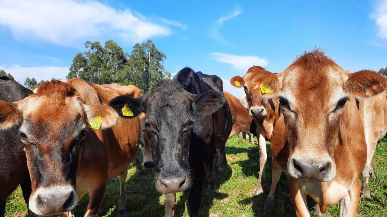 febre aftosa,sanidade animal,Santa Catarina,Cidasc,zona livre de febre aftosa,vacinação,defesa agropecuária,exportação de carne,vigilância sanitária,Programa Nacional de Erradicação da Febre Aftosa,Omsa,biosseguridade,controle de trânsito animal,agronegócio catarinense,PNEFA