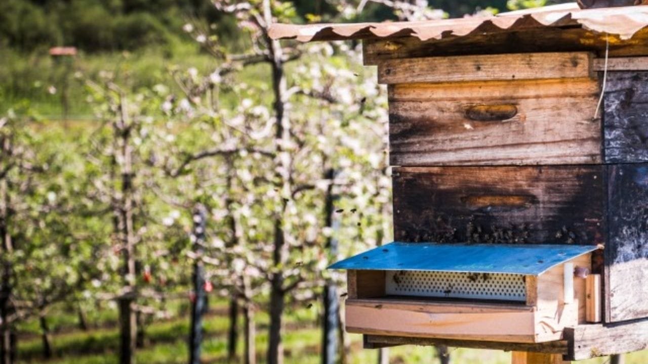 apicultura migratória,polinização,produção de maçã,colmeias em Santa Catarina,Epagri,aluguel de colmeias,polinização cruzada,polinizadores,produção agrícola sustentável,polinização natural,manejo de colmeias,frutas simétricas,aumento de produtividade,apiário comercial,Poliniza SC