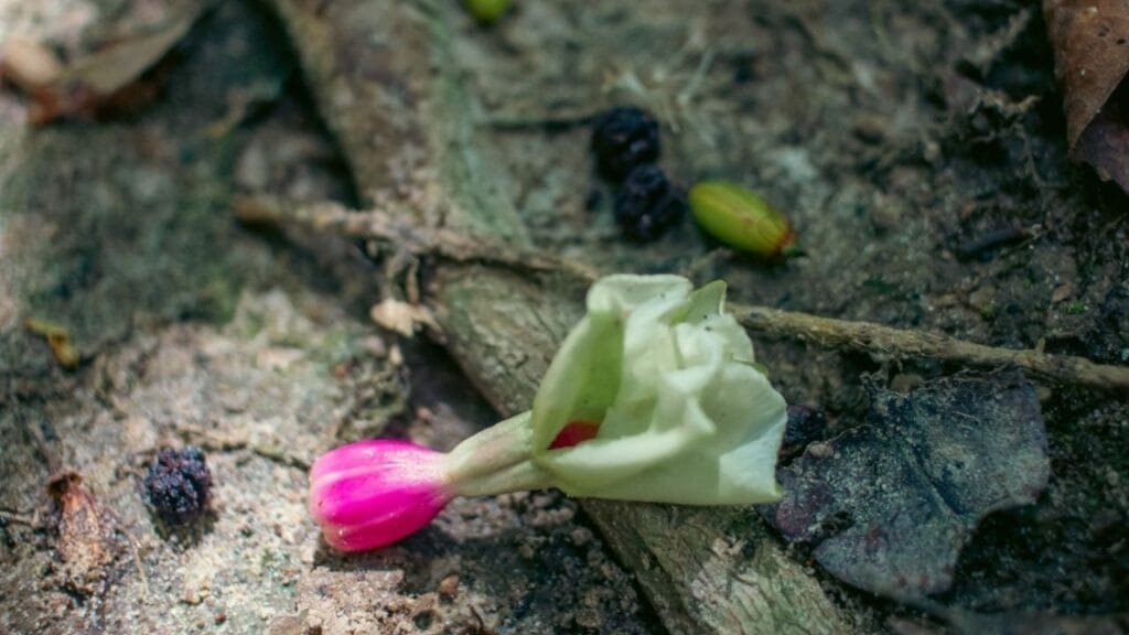 fotografia contemplativa,oficina em Bombinhas,Clarissa Herrig,natureza e arte