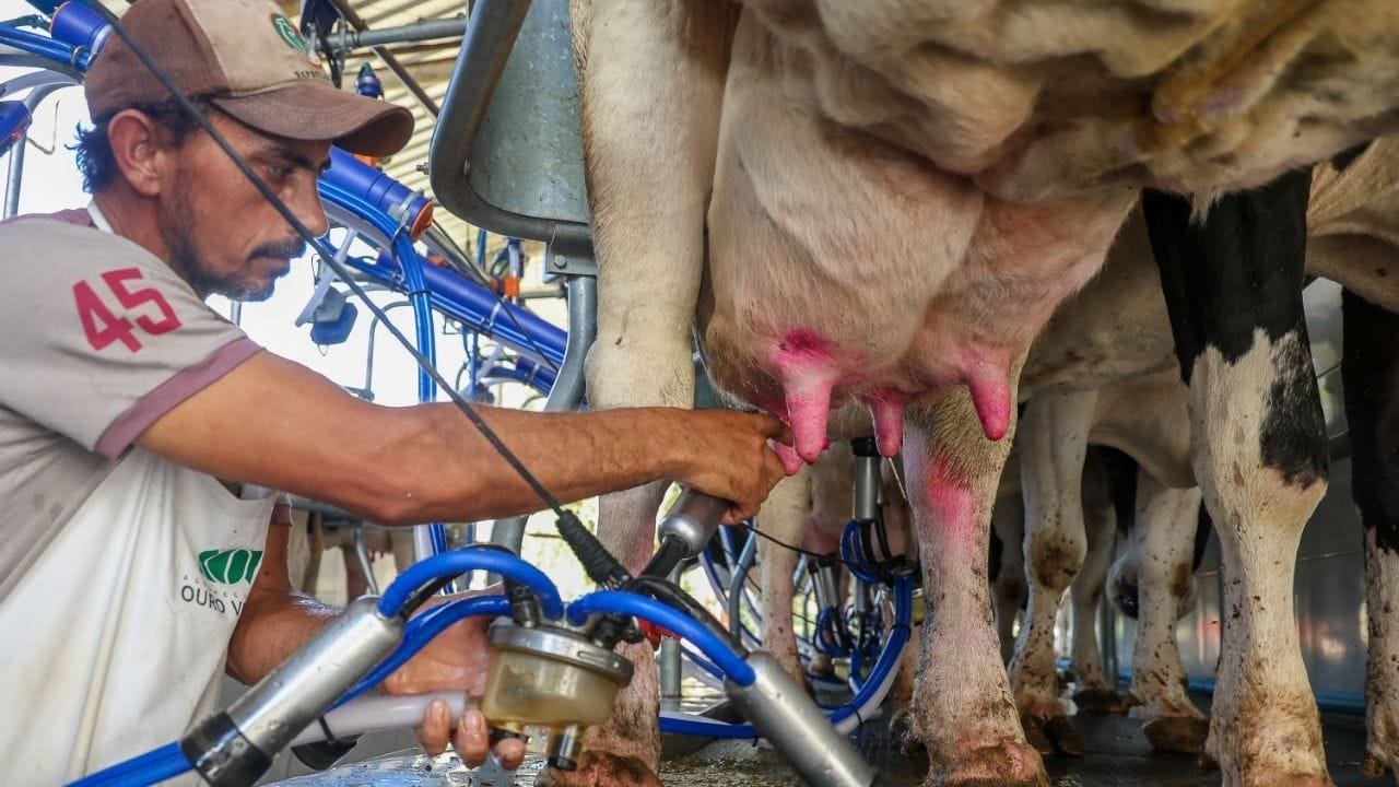 leite Santa Catarina,suspensão incentivo importação,Programa Leite Bom,competitividade leite SC,agroindústria leiteira