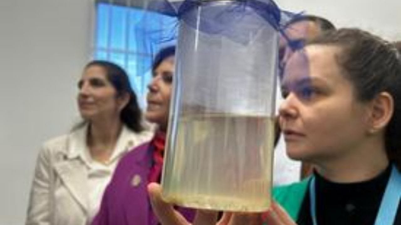 Método Wolbachia Joinville,combate dengue Balneário Camboriú,Wolbitos Balneário Camboriú,Fiocruz Wolbachia,controle arboviroses SC