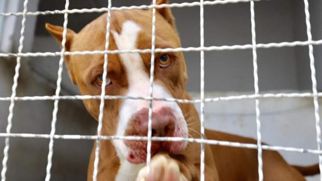 projetos de lei SC,tramitação Alesc,proteção à maternidade,cannabis medicinal,prevenção cigarro eletrônico