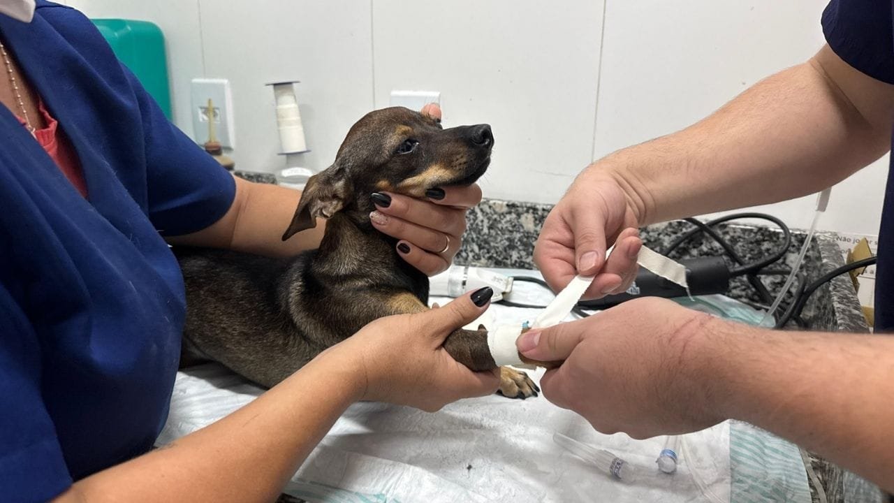 cadastro protetores animais Penha,serviços veterinários priorizados,IMAP Penha,Lei 3535/2025,proteção animal