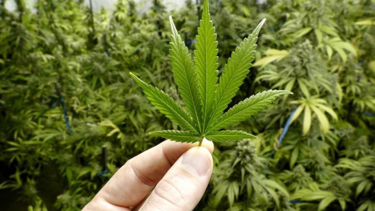 cannabis medicinal Florianópolis,cultivo cannabis autorizado justiça,habeas corpus cannabis SC,cannabis para TDAH e ansiedade