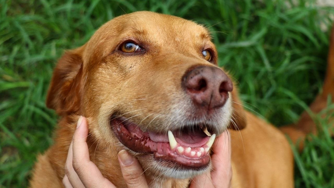 Balneário Camboriú programas animais,castração gratuita,microchipagem cães gatos,Patinha Cidadã,políticas públicas bem-estar animal
