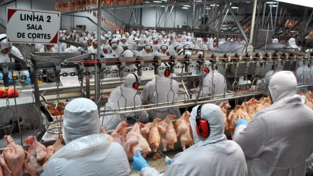 condições de trabalho frigoríficos,NR-36,MPT-SC frigoríficos,proteção gestantes,acidentes de trabalho