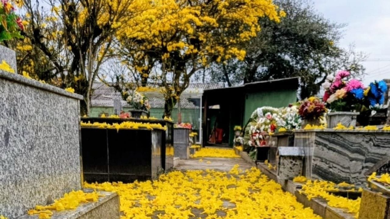 obras cemitérios Camboriú,Dia de Finados,Prefeitura de Camboriú
