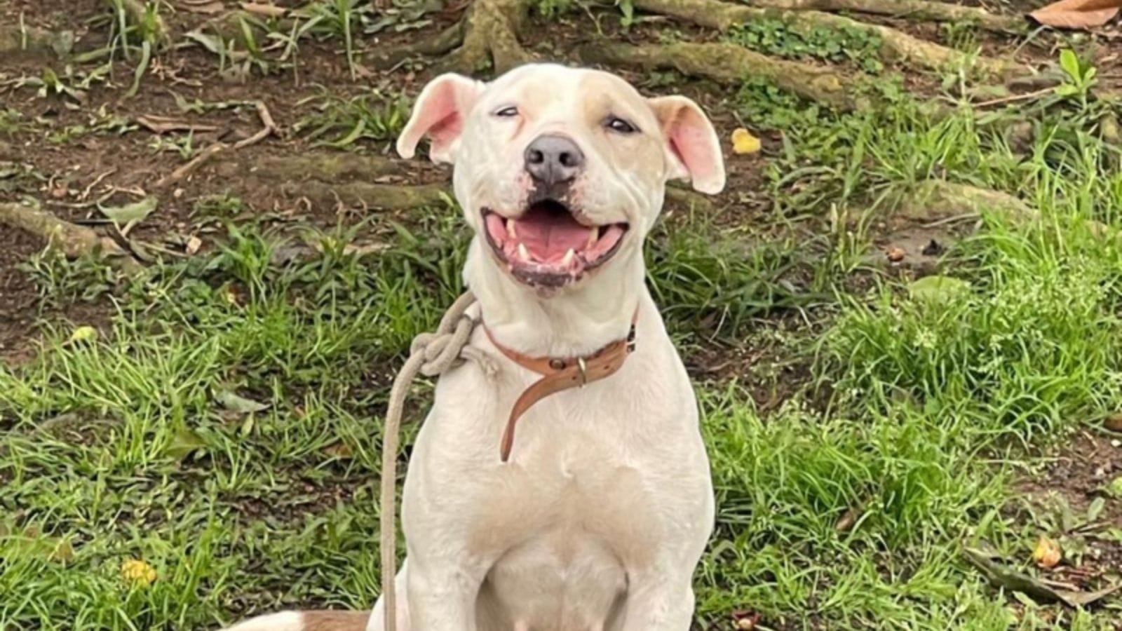 condenação por maus-tratos Itajaí,tutela de pit bull,Instituto Itajaí Sustentável,proteção animal,resgate de animais