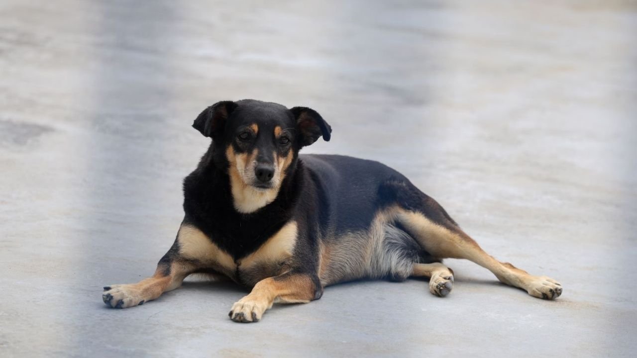 lei do animal comunitário,cães comunitários,gatos comunitários,proteção animal em Santa Catarina,bem-estar animal Santa Catarina,Jorginho Mello lei animal,política estadual de proteção animal,animais comunitários legislação,Semae Santa Catarina,Secretaria do Meio Ambiente Santa Catarina,direitos dos animais,lei de proteção aos animais,animais de rua Santa Catarina,cuidado comunitário com animais,legislação ambiental Santa Catarina